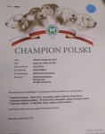 Champipn Polski AZALIA  Cobegarden